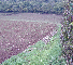 Yarborough